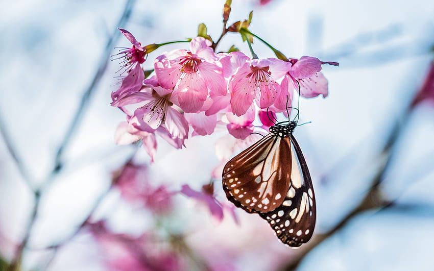 Butterfly, twig, sakura bloom, pink flowers, spring, butterfly flower blur HD wallpaper