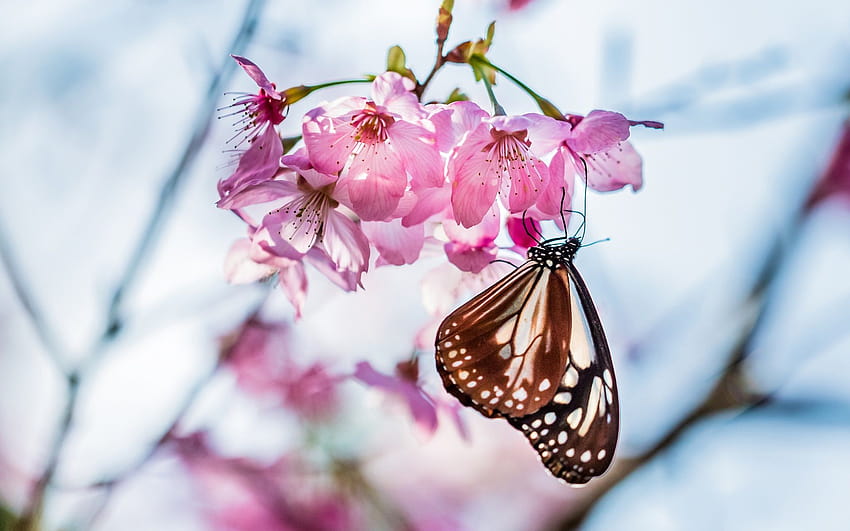 Spring Butterfly Bouquet