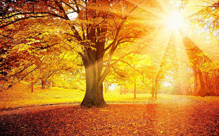 Sunset autumn, forest, yellow leaves, trees, sun, sunset autumn forest HD wallpaper