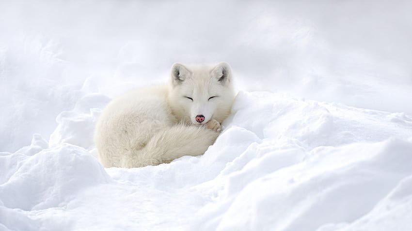 Baby White Fox, бебе арктическа лисица HD тапет
