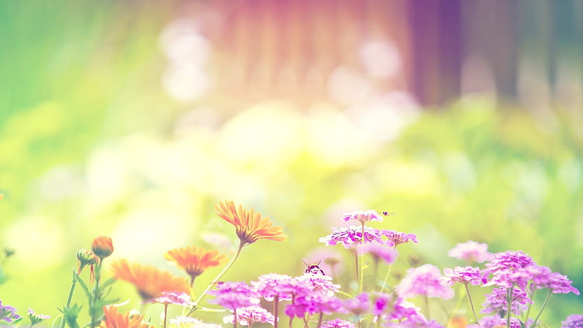 sunshine flowers colorful backgorund ultra » High quality walls, colorful flower HD wallpaper