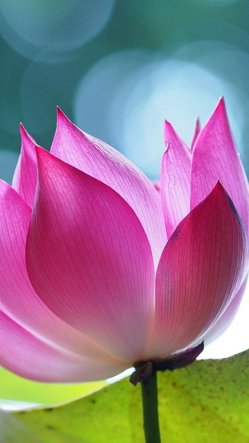 Lotus, Flower, Nature, Lotus Flower Ultra Hd Phone Wallpaper | Pxfuel