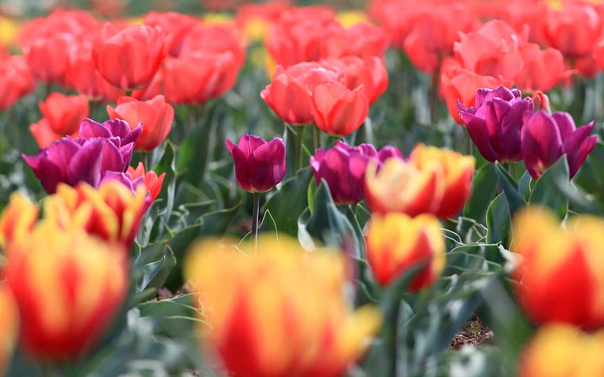 Le plus grand jardin de tulipes d'Asie est en pleine floraison et vous devez voir les couleurs, jardin de tulipes indira gandhi Fond d'écran HD