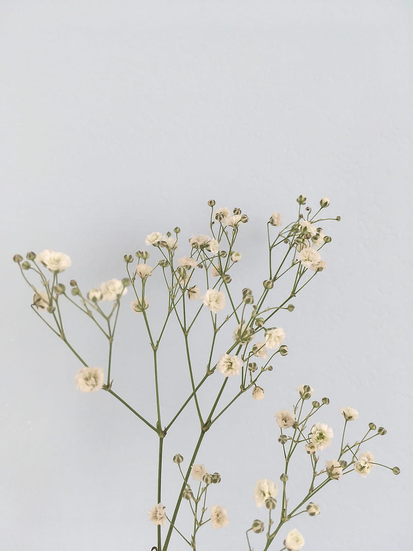 flowers, pastel minimalist floral HD phone wallpaper