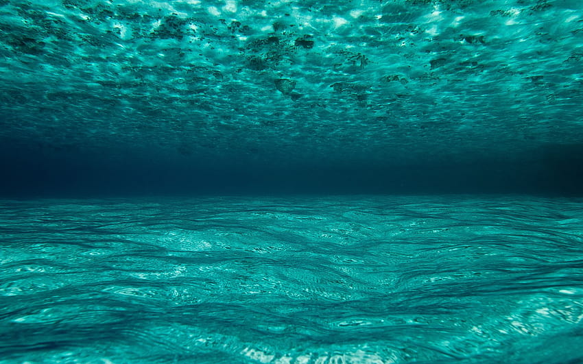 Oceano subaquático em cachorro, água do oceano papel de parede HD