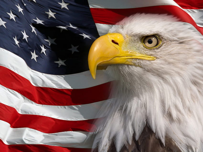 Drapeau américain et pygargue à tête blanche Symbole de l'Amérique pour les téléphones portables, tablettes et PC 3840x2400: 13, drapeau américain avec aigle Fond d'écran HD