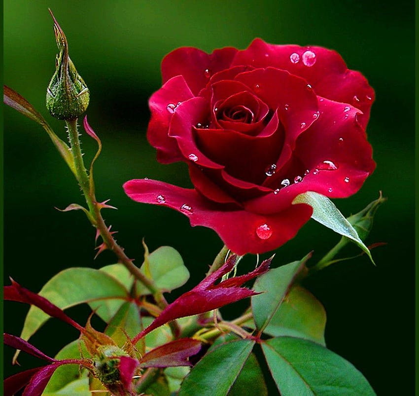 Flower: Red Rose Love Color Expression New ช่อดอกไม้ กุหลาบแห่งความรัก วอลล์เปเปอร์ HD