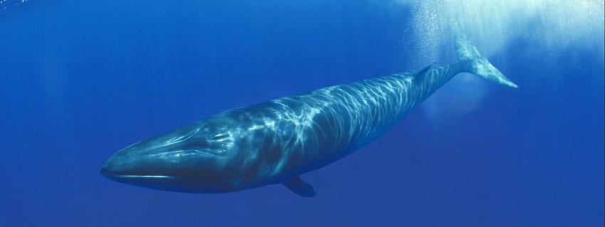 종 및 장소 이 현상이 전 세계 여러 종에 미치는 영향에 대한 자세한 내용을 보려면 아래 링크 중 하나를 클릭하면 The World Wildlife Fund 사이트로 이동합니다. 1: 북극 북극 2: 대왕고래 대왕고래 3: 해안 HD 월페이퍼