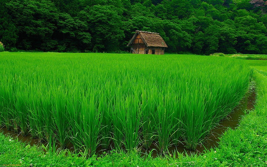 Rice field, forest. Android for, paddy HD wallpaper