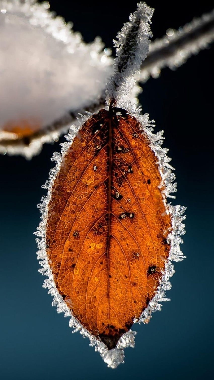 Winter Icy Orange Leaf Macro, frosty perch HD phone wallpaper