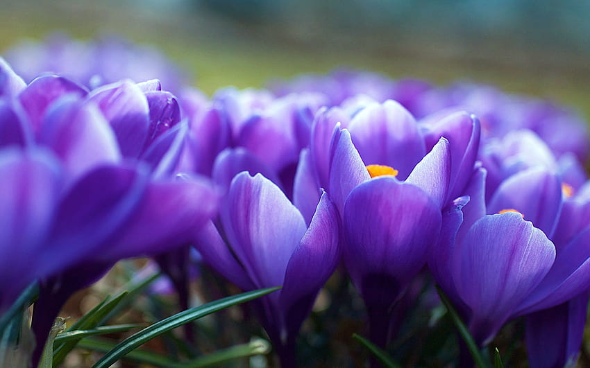 Kwiaty krokusów 2560x1600, niebieskie kwiaty krokusów Tapeta HD