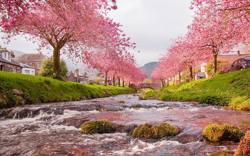 Japan Sakura River Blühende Bäume, rosa Blumen, grüne Grassteine ​​mit Moos-Hintergründen für und Handys: 13, japanischer rosa Baum HD-Hintergrundbild
