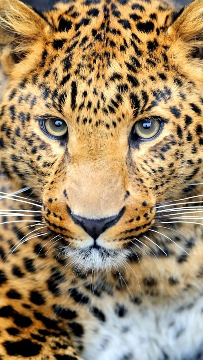 animal for phone .wiki, jaguar phone HD phone wallpaper