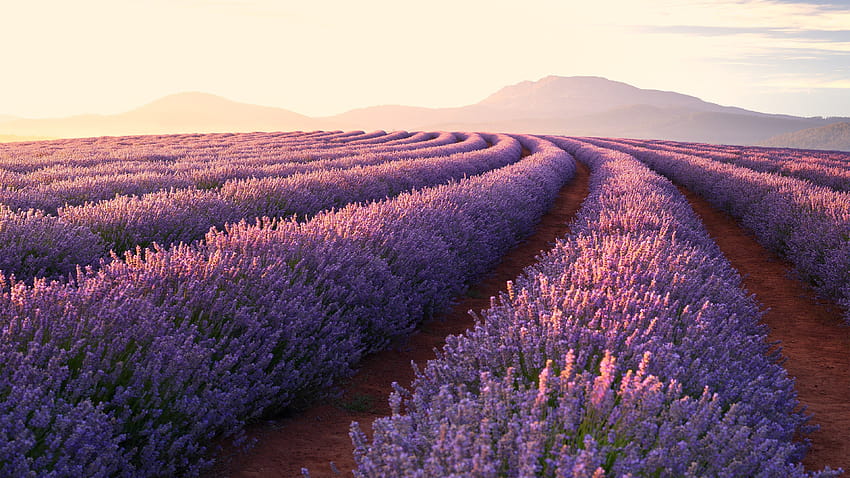 Flower Lavender Nature Landscape Sunrise Scenery, lavender at sunrise HD wallpaper