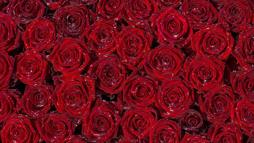 Beautiful Fullscreen, full rose flower HD wallpaper