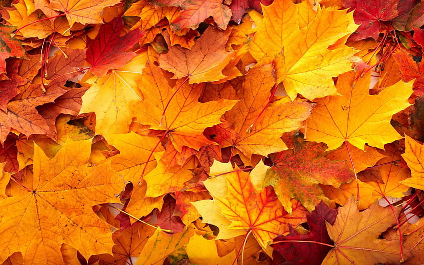 Fundos de folhas de outono, folhas de carvalho caindo papel de parede HD