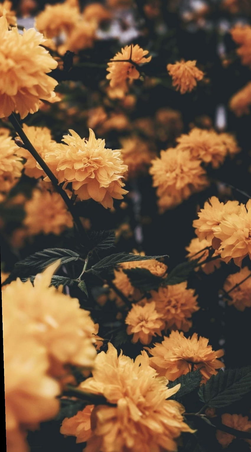 1 Cute Tumblr Yellow, gelber ästhetischer Frühling HD-Handy-Hintergrundbild
