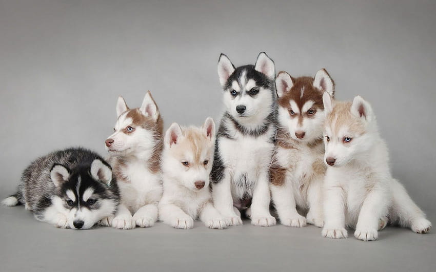 Cachorro: Cachorros de husky siberiano, equipo de husky siberiano fondo de pantalla