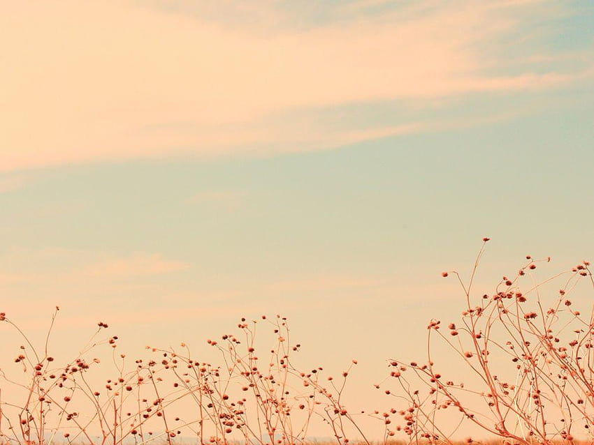 Antelope Island, Flower, Sunset Backgrounds para PowerPoint, power point de fundo papel de parede HD