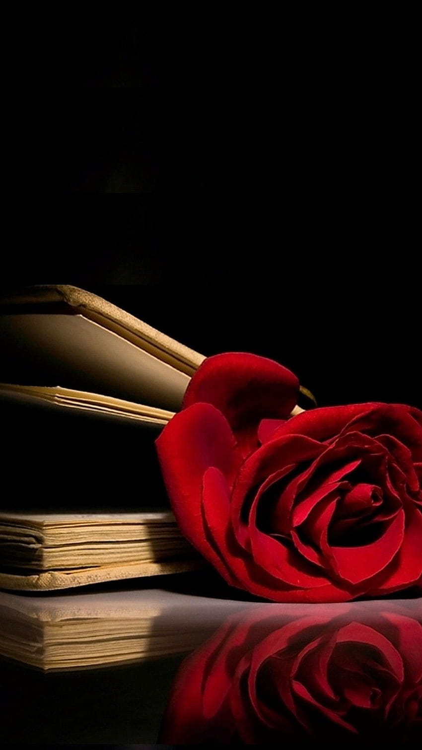 Full Screen Home Screen Rose, red rose blume flower HD phone ...