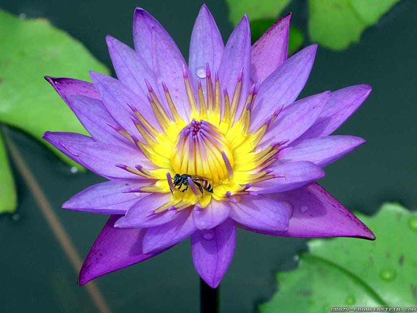 Purple Lotus Flower For Iphone > Sub, red lotus flower HD wallpaper