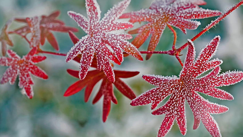 Frosty Leaves – Bing, musim gugur yang dingin Wallpaper HD