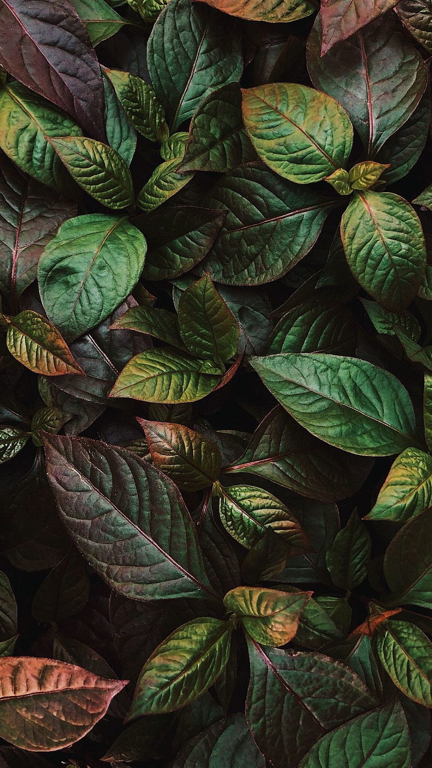 Hojas verdes, plantas, frescas, flora, 1080x1920, ipad de estética vegetal fondo de pantalla del teléfono