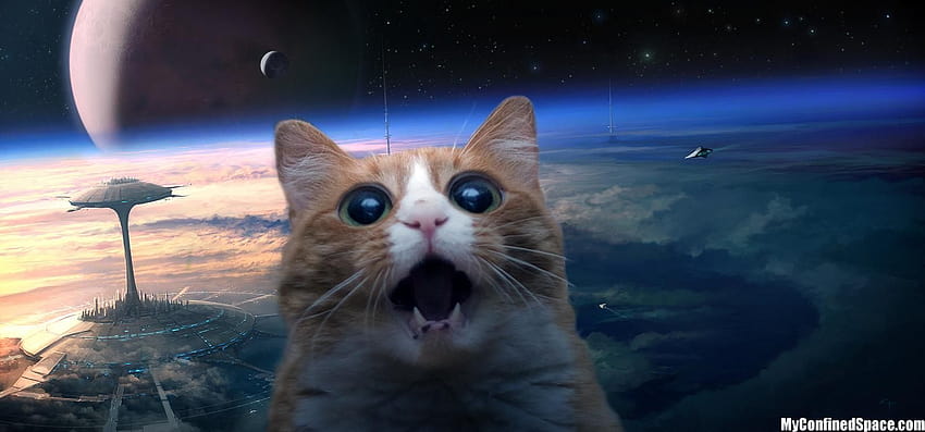 Pin em gatos/espaço, gatinho espacial papel de parede HD