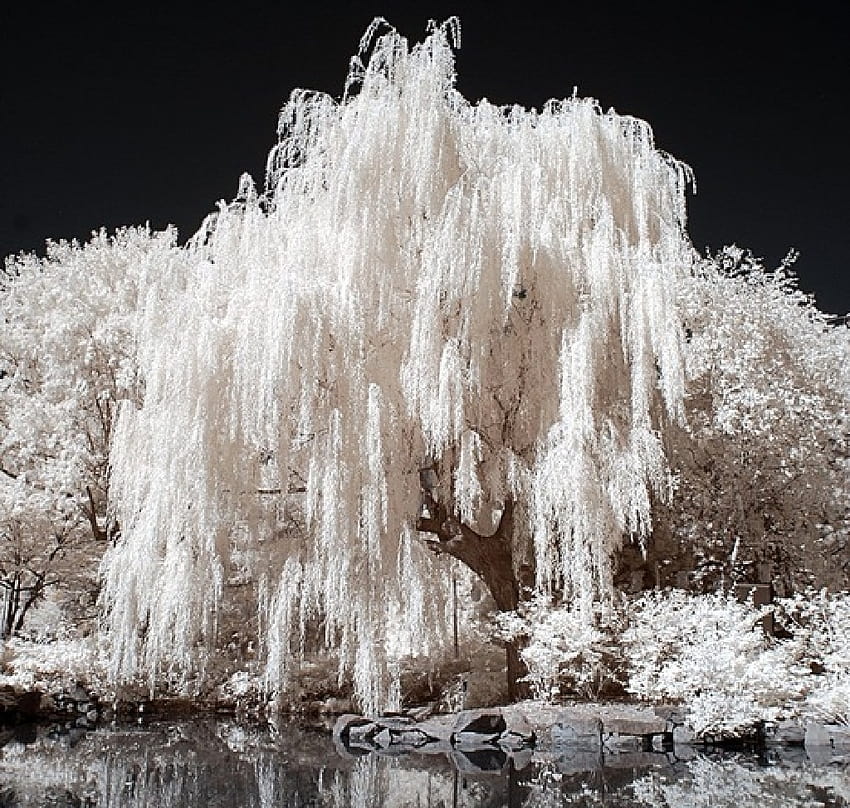 willow tree For com [1024x974] for your , Mobile & Tablet, weeping willow trees HD wallpaper