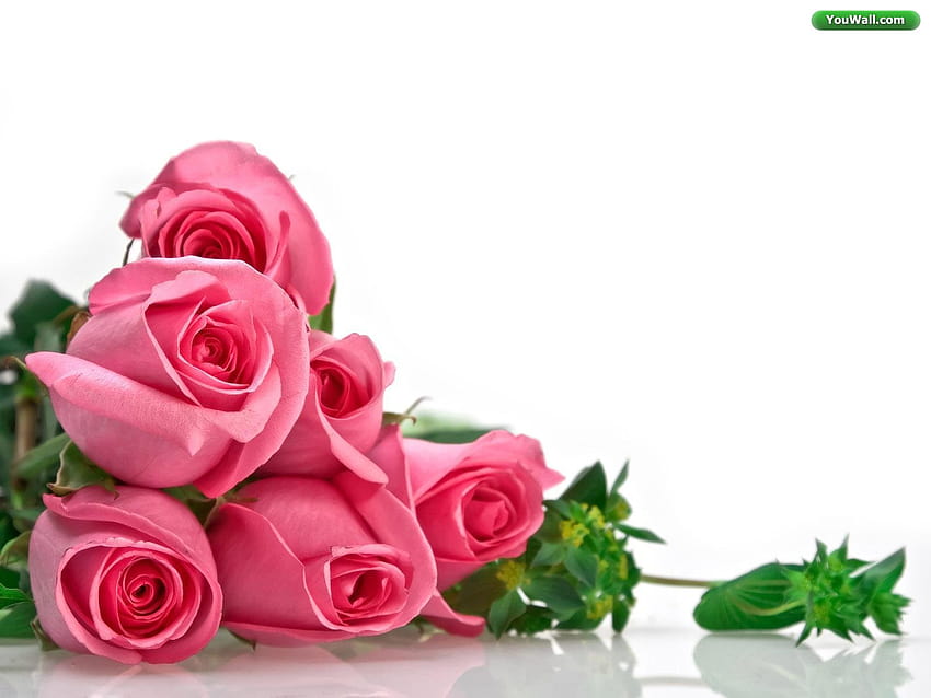 3 бели с розови рози, червени и розови рози HD тапет