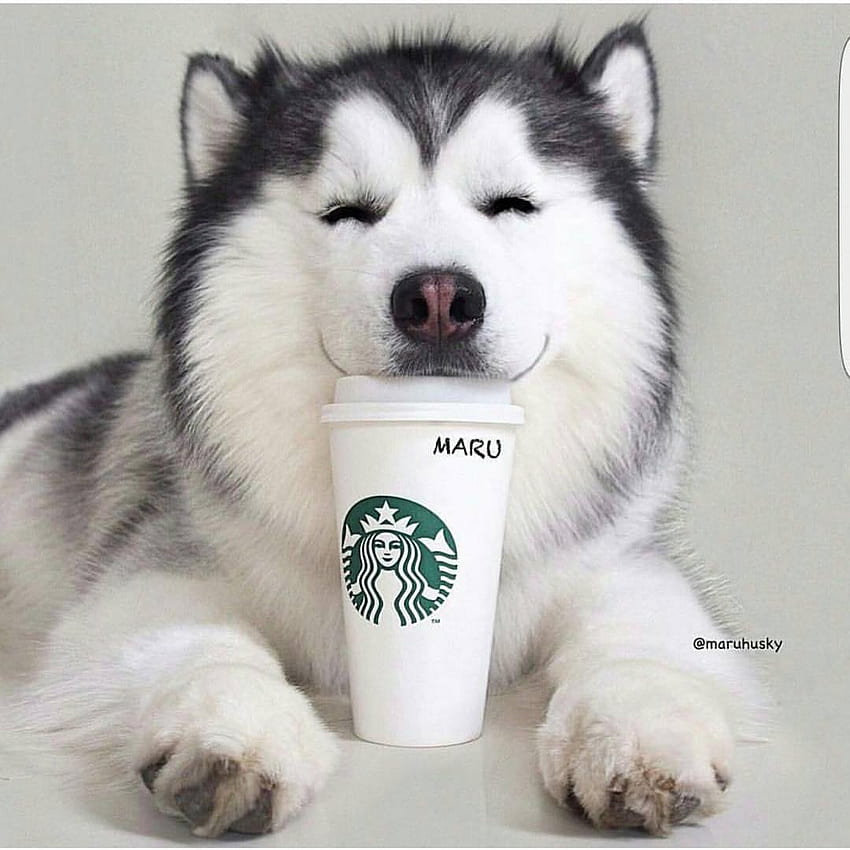 Perro Husky, lindo cachorro de Starbucks fondo de pantalla del teléfono