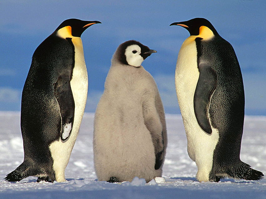 Emperor Penguin and backgrounds, penguin animal HD wallpaper