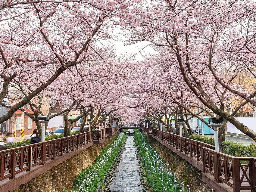 Los lugares más bellos de Corea del Sur, Corea del Sur de primavera fondo de pantalla