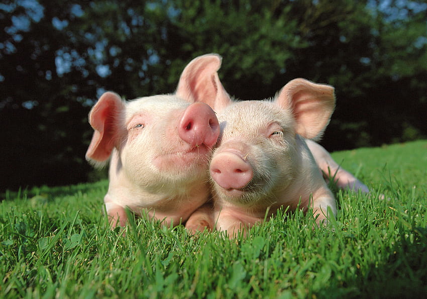 CUTE PIGS, cute piggy HD wallpaper