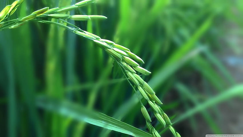 Rice Plant ❤ for Ultra TV • Wide, paddy HD wallpaper