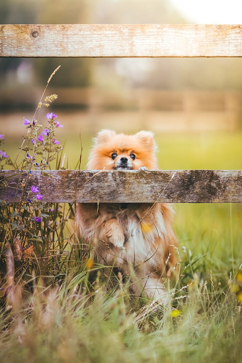 кафяво померанско кученце на лилаво цветно поле през деня –, конг да дивак HD тапет за телефон