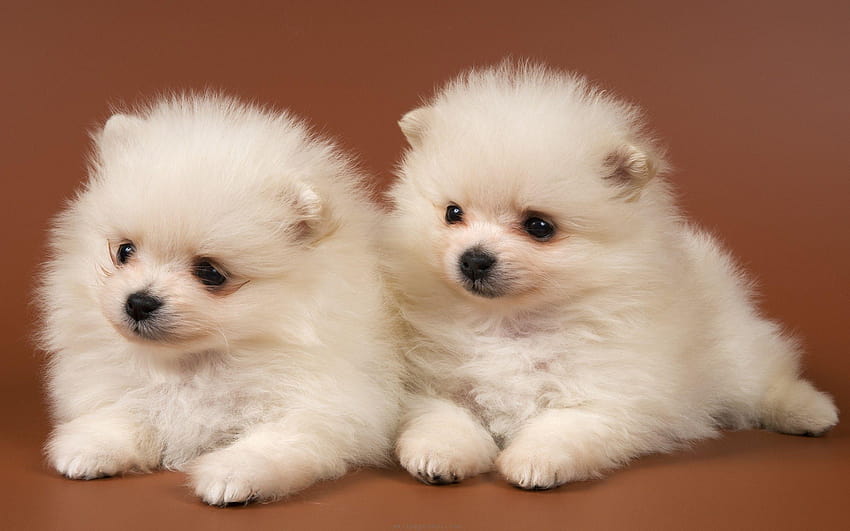 Dog Pets Baby Awesome Animal Dogs Pomeranian Puppies Puppy Adorable, cute pets HD wallpaper