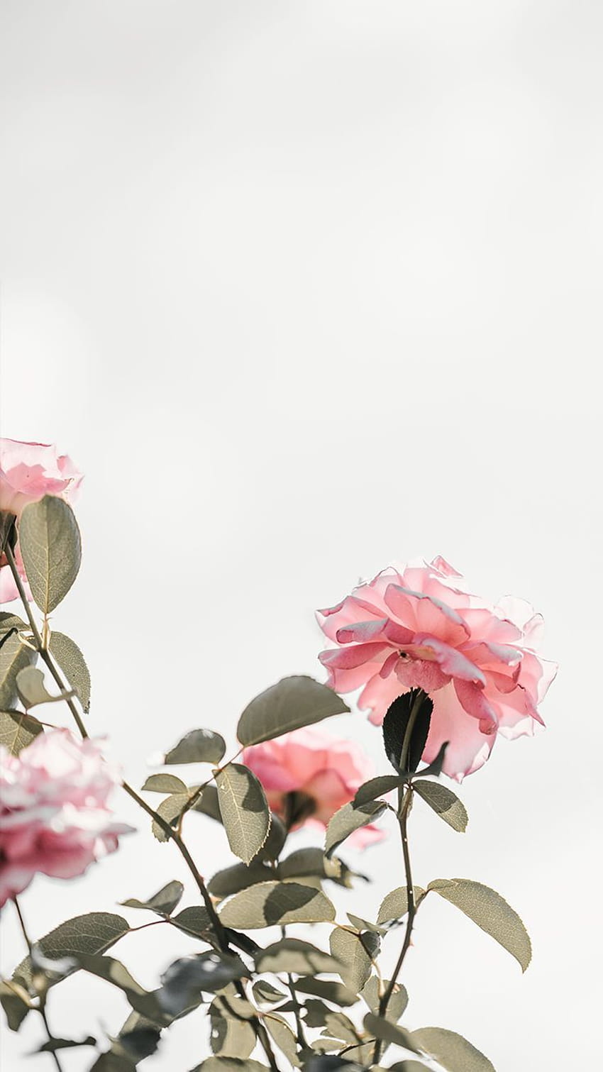 90 FLORAL, pink flower iphone HD phone wallpaper | Pxfuel