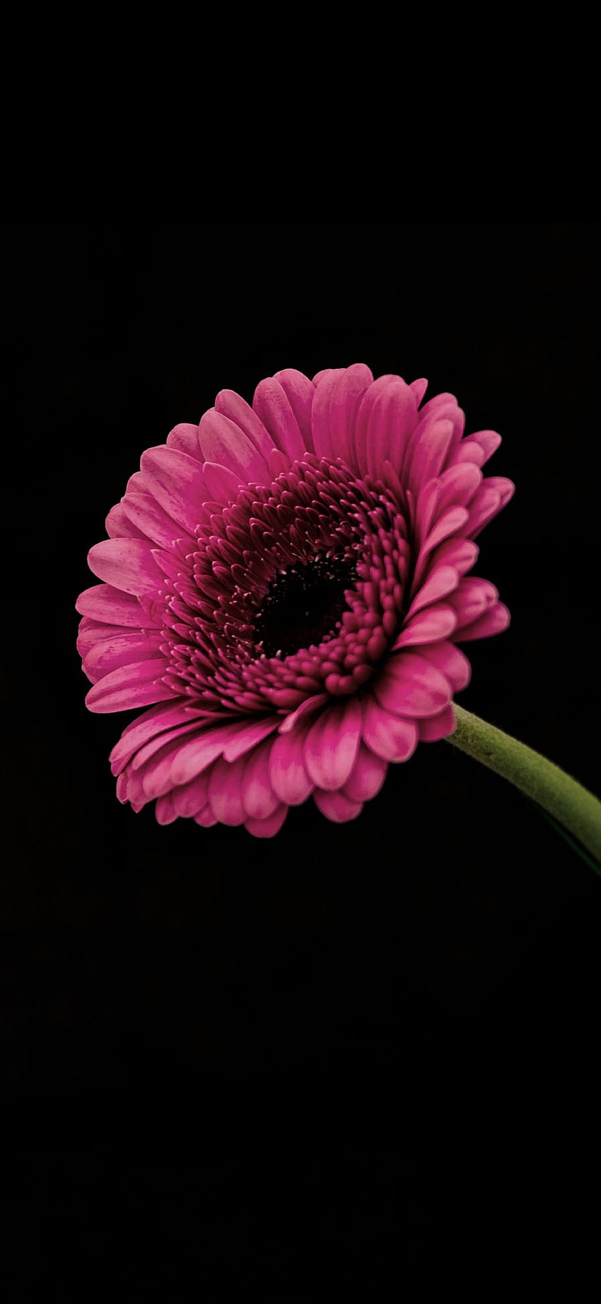 Pink Petaled Flower Amoled, amoled flower HD phone wallpaper