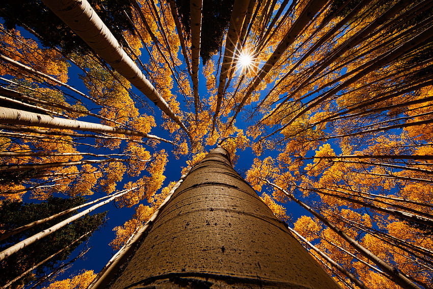 5301152 5616x3744 , autumn tall trees HD wallpaper