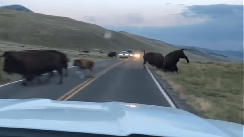 VIDEO: Bison rut caught on camera in Yellowstone HD wallpaper