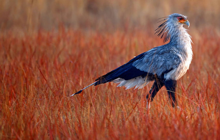 grass, beak, tail, Africa, South Africa, Rietvlei Nature Reserve, Secretary bird , section животные HD wallpaper