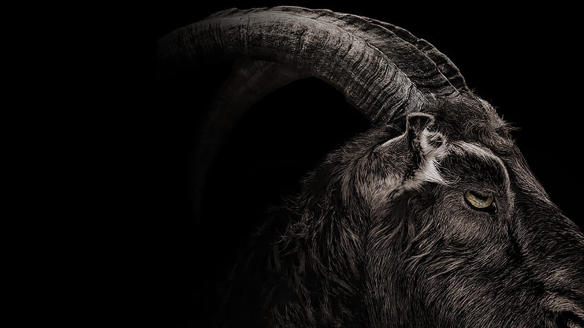 Black Goat, goat skull HD wallpaper