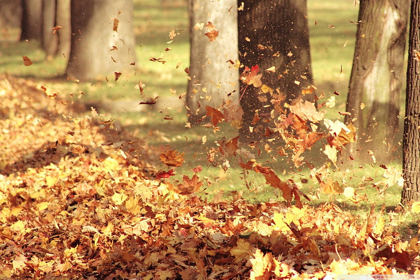 Autumn Wind Ultra Backgrounds for U TV : Tablet : Smartphone, magical autumn wind HD wallpaper
