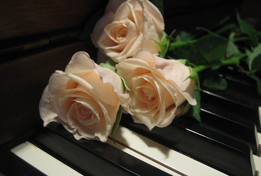 Piano Tag : Morning Rosa Colour Red Greenroom Sunday, ivory rose HD wallpaper