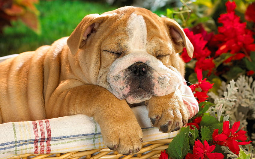 Sleeping the Day Away Post in 1920×1200 Pixel, Chubby Puppy in Sleep, High Time that He Get Up and Take Some Exercise – Natural Scenery, chubby puppies HD wallpaper