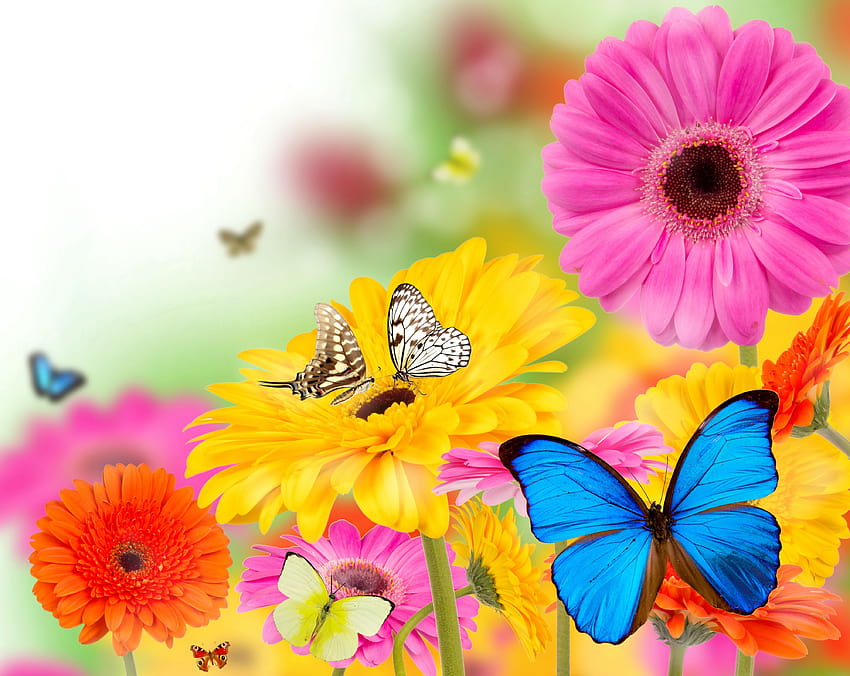 gerberas, Butterflies, Flowers, Butterfly, Bokeh, Summer, Spring / and Mobile Backgrounds, summer butterflies HD wallpaper