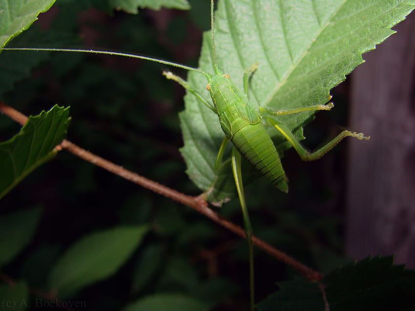 Orthoptera, katydid HD wallpaper