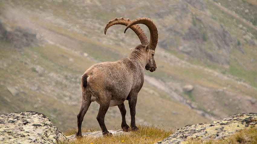 Alpine ibex rear view, horns 3840x2160 U HD wallpaper