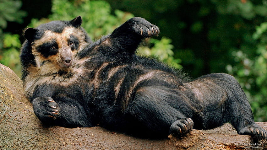 The spectacled bear, also known as the Andean bear Full HD wallpaper